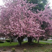 Green Mountain Mobile Ranch ico