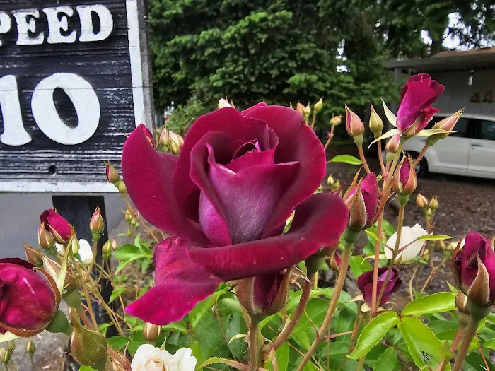 Creekside Estates Picture 6