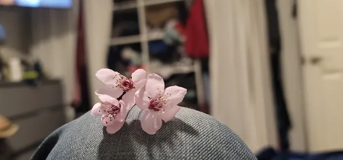 Golden West Mobile Manor MHP Picture 3