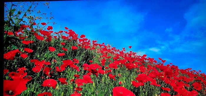 Golden West Mobile Manor MHP Picture 8