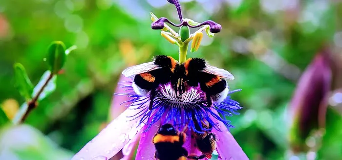 Golden West Mobile Manor MHP Picture 4