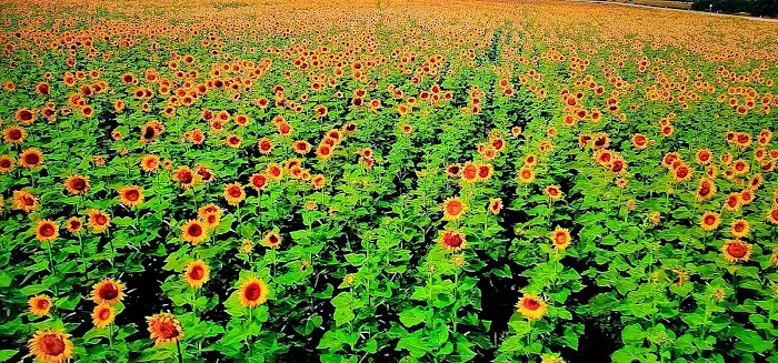 Golden West Mobile Manor MHP Picture 2