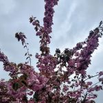 Golden West Mobile Manor MHP