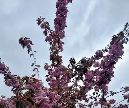 Golden West Mobile Manor MHP