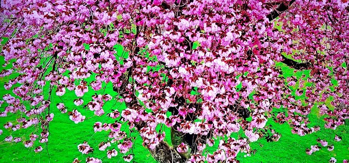 Golden West Mobile Manor MHP Picture 7