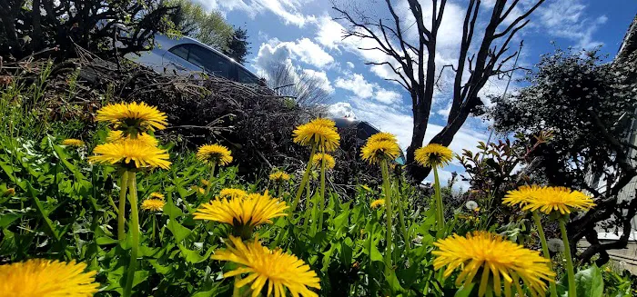 Golden West Mobile Manor MHP Picture 5