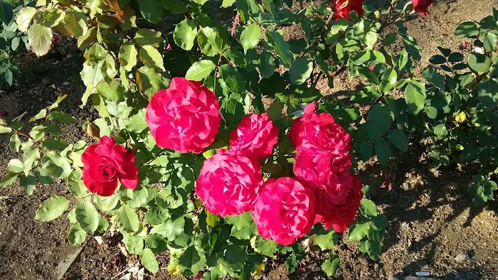 Vancouver Mall RV Park Picture 2