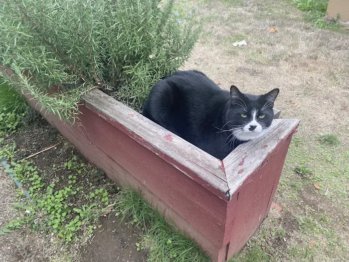 Vancouver Mobile Terrace Picture 5