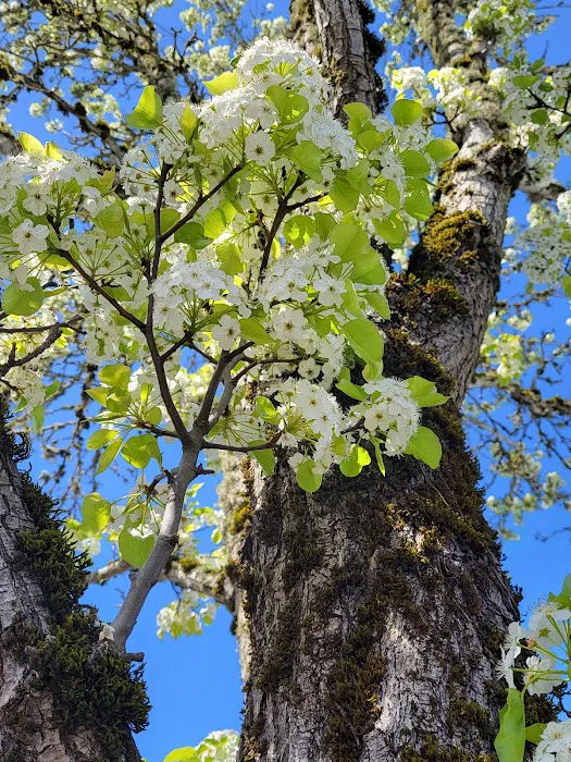 Vancouver Mobile Terrace Picture 4