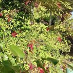 Vancouver Mobile Terrace