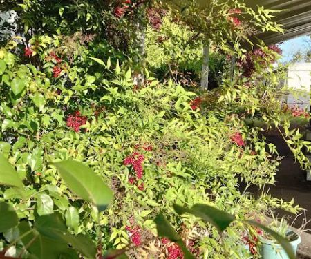 Vancouver Mobile Terrace