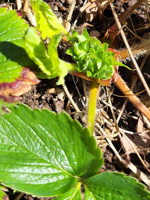 Vancouver Mobile Terrace Picture 7