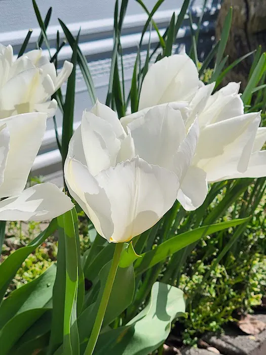 Vancouver Mobile Terrace Picture 3