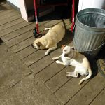 Brass Lamp Trailer Park