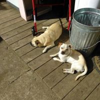 Brass Lamp Trailer Park ico