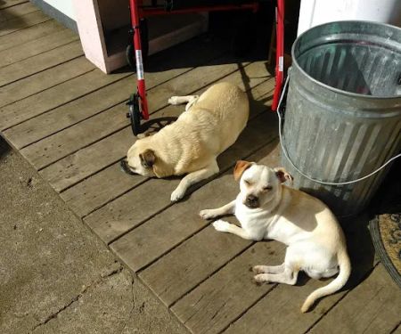 Brass Lamp Trailer Park