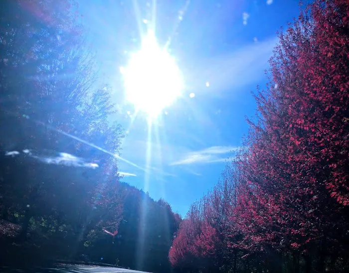 Green Tee Mobile Estates Picture 3