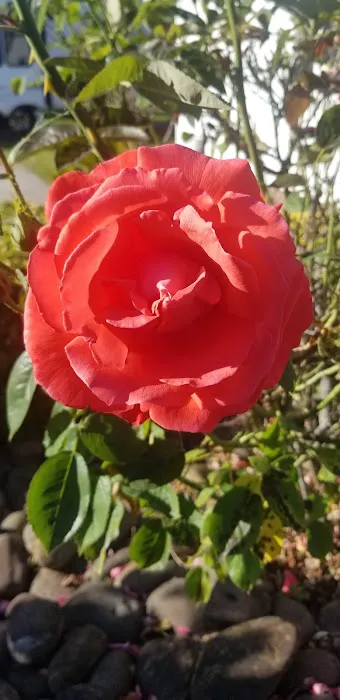 Columbia River RV Park Picture 8