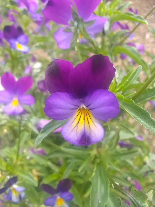 Portland American Mobilodge Picture 5