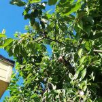 Mobile Estates, Manager: Robert Moffett