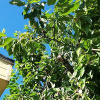 Mobile Estates, Manager: Robert Moffett ico