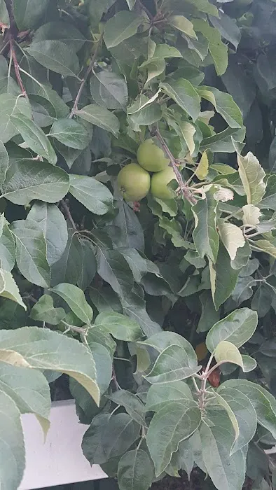 Mobile Estates, Manager: Robert Moffett Picture 9