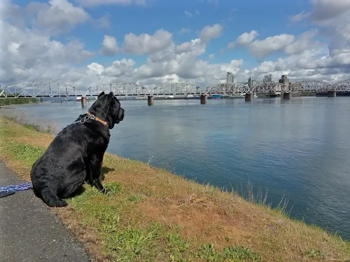 Jantzen Beach RV Park Picture 8