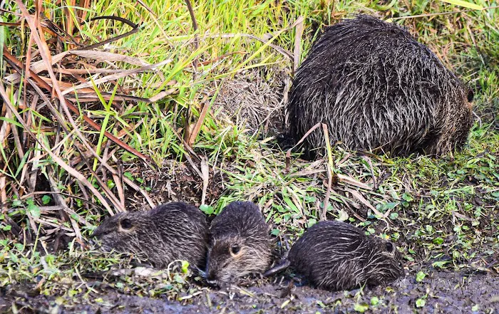 Ninety Nine RV Park Picture 7