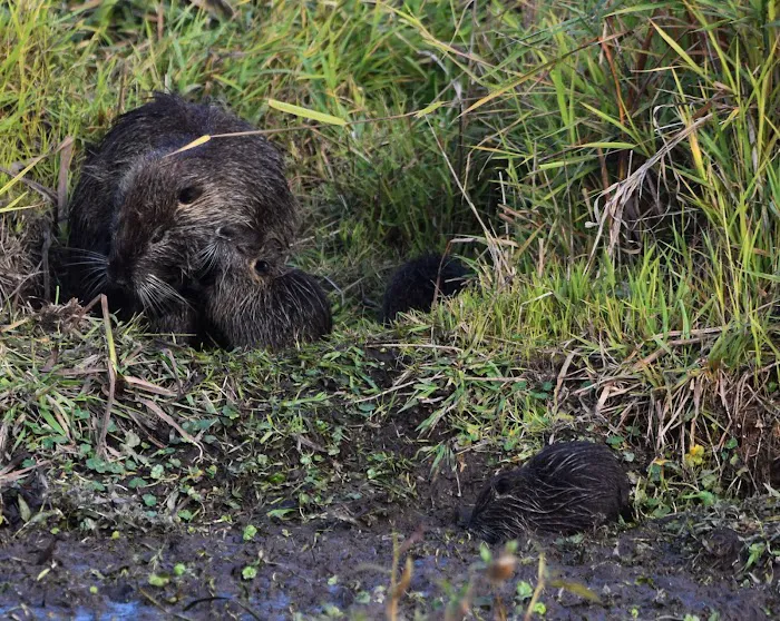 Ninety Nine RV Park Picture 10