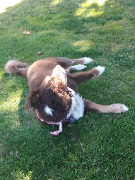 Colony Mobile Home Park Picture 10