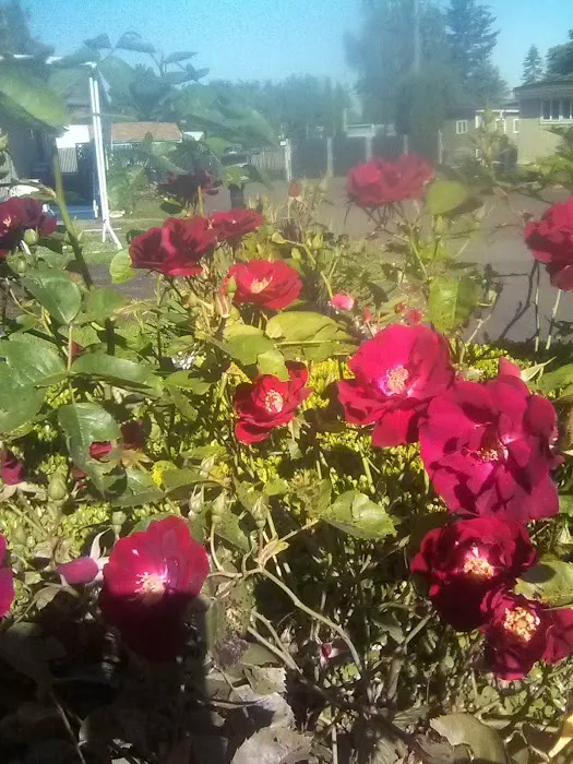 Holly Tree Mobile Home Park Picture 8