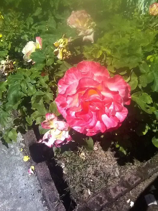 Holly Tree Mobile Home Park Picture 10