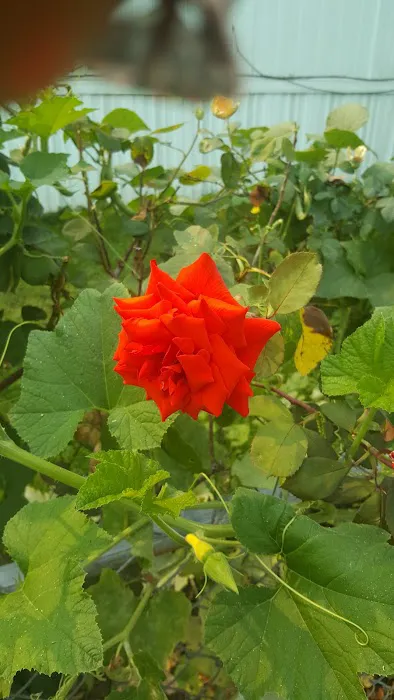 Kings Court Mobile City, LLC Picture 1