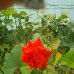 Kings Court Mobile City, LLC