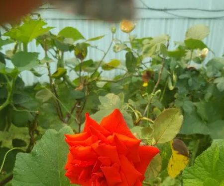 Kings Court Mobile City, LLC