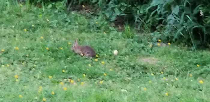 Van Ridge Mobile Home Park Picture 5