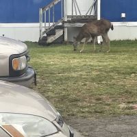 Eagle Creek Mobile Estates ico