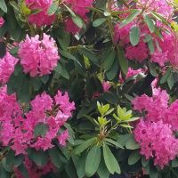 Mountain View Cooperative ico