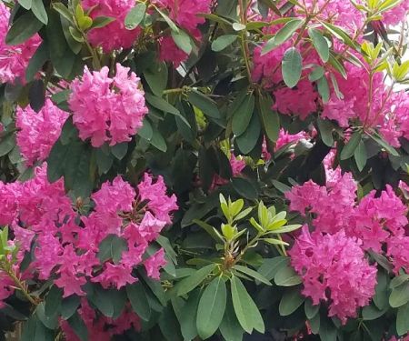 Mountain View Cooperative