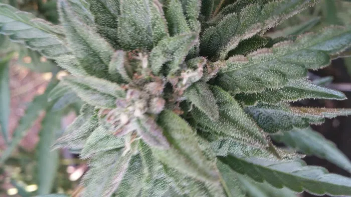 Estacada Mobile Village Picture 3