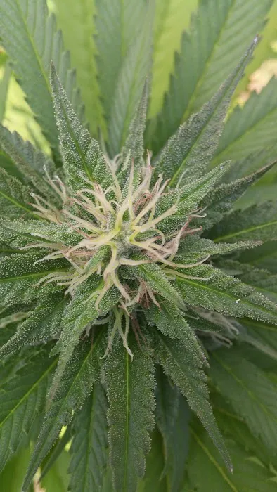 Estacada Mobile Village Picture 4