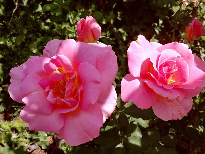 Johnson Mobile Estates Picture 3