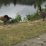 Johnson Mobile Estates