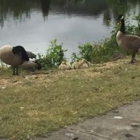 Johnson Mobile Estates ico