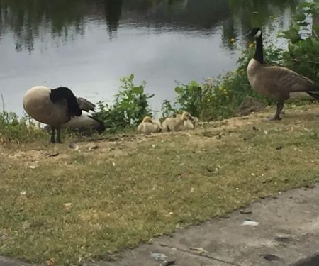 Johnson Mobile Estates