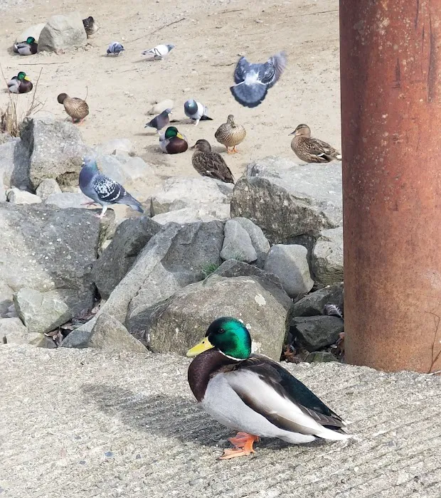 Clackamette RV Park Picture 6