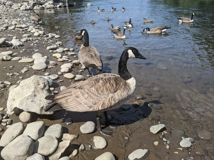 Clackamette RV Park Picture 10