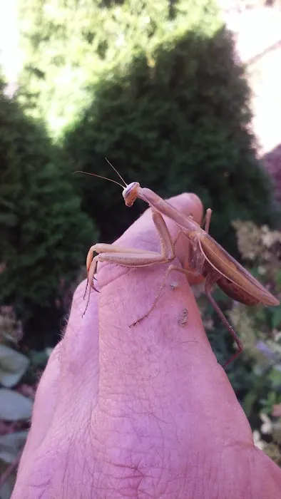 Crestwood Manufactured Home Picture 1