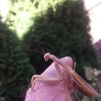 Crestwood Manufactured Home ico