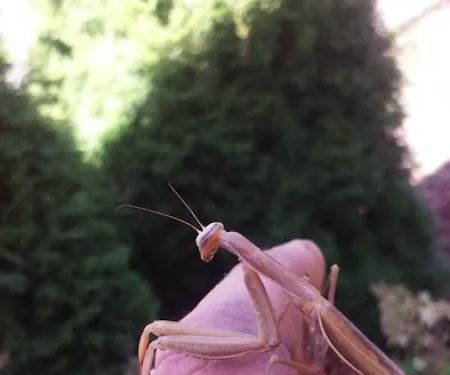 Crestwood Manufactured Home